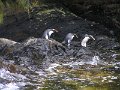 30 (45) Fiordland Crested Penguins